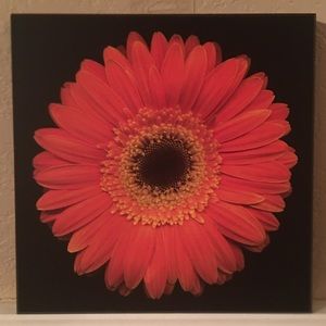Wall Plaque ORANGE Daisy, Wood